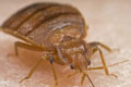 Bed Bugs Control
