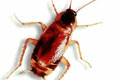 Cockroach Control