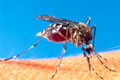 Mosquitoes & Flies Control